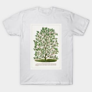 Hardy Magnolia tree lithograph (1900) T-Shirt